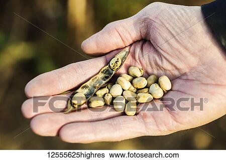 A farmer holding a ripened Fava Bean pod and Fava Beans in his hand before the harvest; Namao, Alberta, Canada View Large Photo Image Stock Photograph - A farmer holding a ripened Fava Bean pod and Fava Beans in his hand before the harvest; Namao, Alberta, Canada. Fotosearch