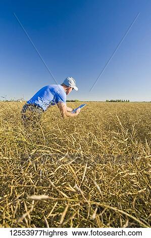 A farmer inputs data into a tablet while scouting a mature harvest-ready canola field that is going to be straight cut, near Lorette; Manitoba, Canada View Large Photo Image Stock Photograph - A farmer inputs data into a tablet while scouting a mature harvest-ready canola field that is going to be straight cut, near Lorette; Manitoba, Canada. Fotosearch