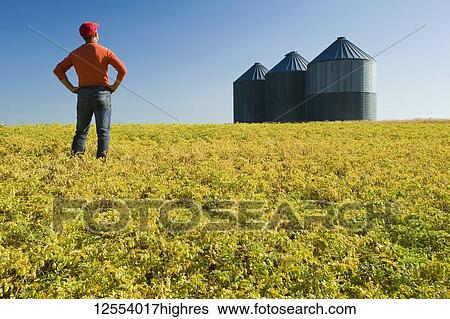 A farmer looks out over a maturing chickpea field, near Kincaid; Saskatchewan, Canada View Large Photo Image Stock Photograph - A farmer looks out over a maturing chickpea field, near Kincaid; Saskatchewan, Canada. Fotosearch