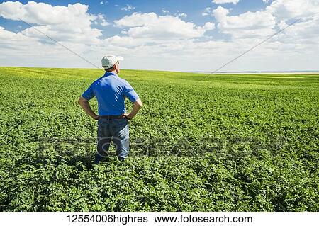 Stock Photograph - A farmer looks out over a mid-growth chickpea field, near Kincaid; Saskatchewan, Canada. Fotosearch