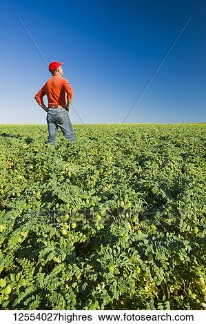 Stock Photograph - A farmer looks out over a mid-growth chickpea field, near Kincaid; Saskatchewan, Canada. Fotosearch