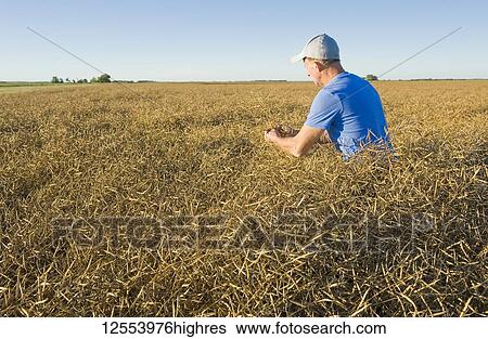 A farmer scouts a mature harvest-ready canola field that is ready for straight cutting, near Lorette; Manitoba, Canada View Large Photo Image Stock Photograph - A farmer scouts a mature harvest-ready canola field that is ready for straight cutting, near Lorette; Manitoba, Canada. Fotosearch