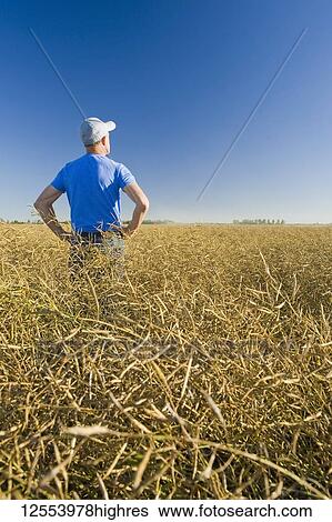 Stock Photograph - A farmer scouts a mature harvest-ready canola field that is ready for straight cutting, near Lorette; Manitoba, Canada. Fotosearch