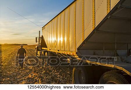 A farmer walks to his farm truck at sunset during the feed/grain corn harvest, near Niverville; Manitoba, Canada View Large Photo Image Stock Photograph - A farmer walks to his farm truck at sunset during the feed/grain corn harvest, near Niverville; Manitoba, Canada. Fotosearch