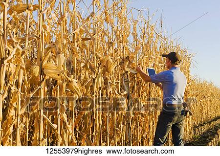 Stock Photograph - A farmer with a tablet examines a harvest-ready grain/feed corn field near Niverville; Manitoba, Canada. Fotosearch