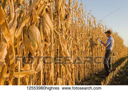 Stock Photograph - A farmer with a tablet examines a harvest-ready grain/feed corn field near Niverville; Manitoba, Canada. Fotosearch