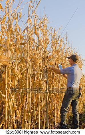 A farmer with a tablet examines a harvest-ready grain/feed corn field near Niverville; Manitoba, Canada View Large Photo Image Stock Photograph - A farmer with a tablet examines a harvest-ready grain/feed corn field near Niverville; Manitoba, Canada. Fotosearch