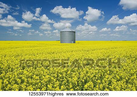 Stock Photograph - A field of bloom-stage canola with old grain bin (silo) in the background, near Grenfell; Saskatchewan, Canada. Fotosearch