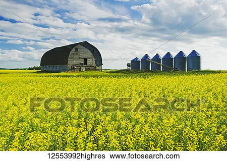 A field of bloom-stage canola with old barn and grain bins (silos) in the background: Tiger Hills, Manitoba, Canada View Large Photo Image Stock Photograph - A field of bloom-stage canola with old barn and grain bins (silos) in the background: Tiger Hills, Manitoba, Canada. Fotosearch