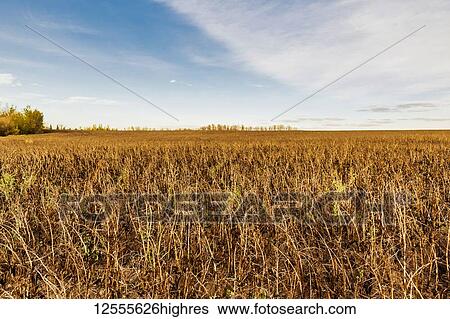 Stock Photograph - A field of ripened Fava Beans ready to be harvested: Namao, Alberta, Canada. Fotosearch