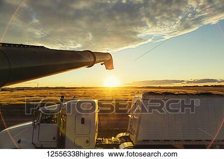 Stock Photograph - A grain truck at sunset is fully loaded with Canola after a combine is finished transferring its harvest using the auger; Legal, Alberta, Canada. Fotosearch