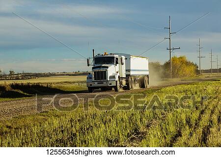 Stock Photograph - A grain truck traveling down a gravel road to get another load from a canola harvest; Legal, Alberta, Canada. Fotosearch
