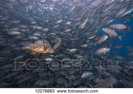 Stock Image - A green sea turtle (Chelonia mydas) swimming through a school of bigeye jacks off the island of Sipidan; Sipidan, Malaysia. Fotosearch