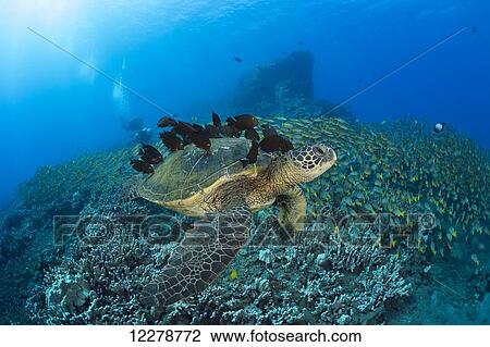 Stock Image - A green sea turtleC (Chelonia mydas) with surgeonfish cleaning it’s shell and a huge school of blue striped snapper with divers in the background; Hawaii, United States of America. Fotosearch