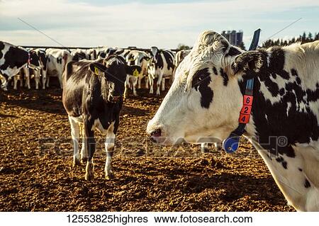 A herd of Holstein cows standing in a fenced area with identification tags in their ears on a robotic dairy farm, North of Edmonton; Alberta, Canada View Large Photo Image Stock Photograph - A herd of Holstein cows standing in a fenced area with identification tags in their ears on a robotic dairy farm, North of Edmonton; Alberta, Canada. Fotosearch