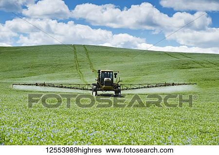 Stock Photograph - A high clearance sprayer applies fungicide to a blooming flax field, near Holland; Manitoba, Canada. Fotosearch