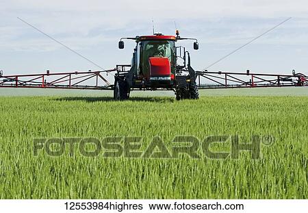 A high clearance sprayer gives a ground chemical application of fungicide to mid-growth wheat, near Dugald; Manitoba, Canada View Large Photo Image Stock Photograph - A high clearance sprayer gives a ground chemical application of fungicide to mid-growth wheat, near Dugald; Manitoba, Canada. Fotosearch