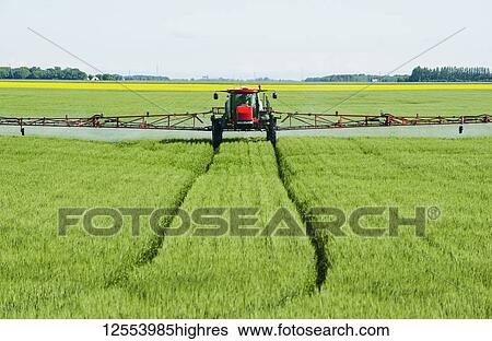 Stock Photograph - A high clearance sprayer gives a ground chemical application of fungicide to mid-growth wheat, near Dugald; Manitoba, Canada. Fotosearch