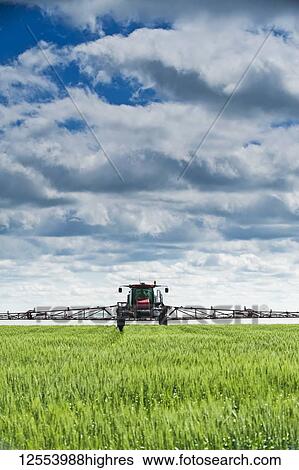 A high clearance sprayer gives a ground chemical application of fungicide to mid-growth wheat, near Dugald; Manitoba, Canada View Large Photo Image Stock Photograph - A high clearance sprayer gives a ground chemical application of fungicide to mid-growth wheat, near Dugald; Manitoba, Canada. Fotosearch