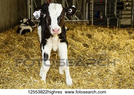 A Holstein calf standing in a stall with identification tags in it's ears on a robotic dairy farm, North of Edmonton; Alberta, Canada View Large Photo Image Stock Photograph - A Holstein calf standing in a stall with identification tags in it's ears on a robotic dairy farm, North of Edmonton; Alberta, Canada. Fotosearch