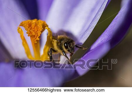 Stock Photograph - A honey bee enters a crocus blossom; Astoria, Oregon, United States of America. Fotosearch