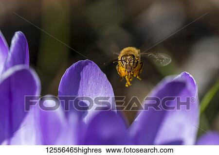 A honey bee visits crocus blossoms; Astoria, Oregon, United States of America View Large Photo Image Stock Photograph - A honey bee visits crocus blossoms; Astoria, Oregon, United States of America. Fotosearch