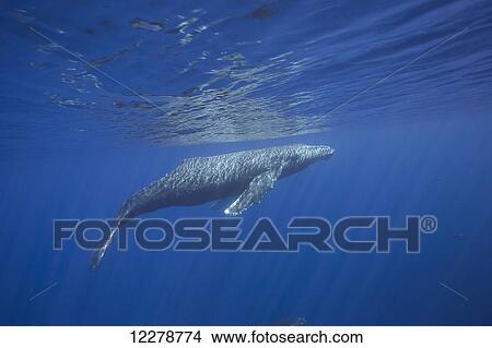 A humpback whale (Megaptera novaeangliae) surfaces off the island of Maui; Maui, Hawaii, United States of America View Large Photo Image Picture - A humpback whale (Megaptera novaeangliae) surfaces off the island of Maui; Maui, Hawaii, United States of America. Fotosearch