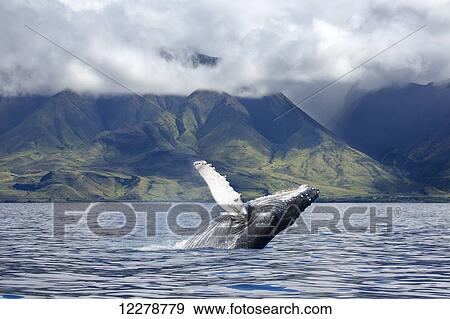 Stock Photo - A humpback whale (Megaptera novaeangliae) breaches off the coast of West Maui; Maui, Hawaii, United States of America. Fotosearch