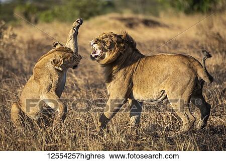 Stock Photograph - A lioness (Panthera leo) is about to slap a male lion with it's paw after mating. They both have golden coats and are standing on a patch of burnt grass in the warm evening light. Shot with a Nikon D810 in Serengeti National Park; Tanzania. Fotosearch