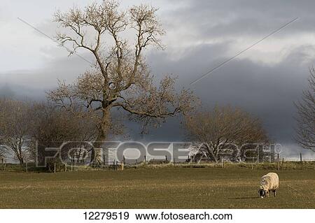 A lone sheep grazes in a field with dark clouds overhead; Cumbria, England View Large Photo Image Stock Photo - A lone sheep grazes in a field with dark clouds overhead; Cumbria, England. Fotosearch