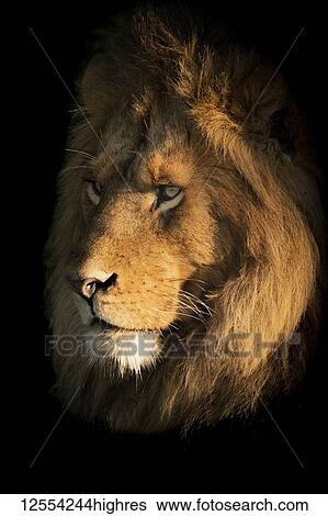 Stock Photograph - A male lion (Panthera leo) lies with it's head bathed in the golden light of dawn. It has a big mane and is staring into the distance. Shot with a Nikon D850, Serengeti National Park; Tanzania. Fotosearch