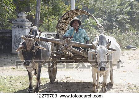 A man drives a cart pulled by two water buffalo; Bagan, Myanmar View Large Photo Image Stock Image - A man drives a cart pulled by two water buffalo; Bagan, Myanmar. Fotosearch