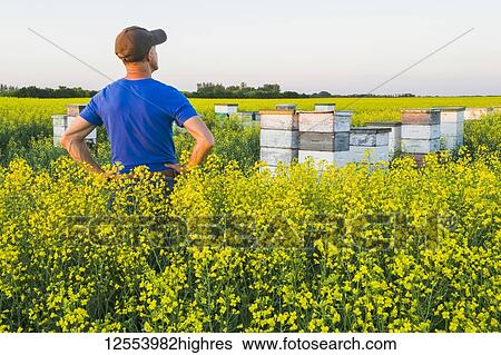 A man looks out over commercial honey bee hives at the edge of a bloom stage canola field, near Niverville; Manitoba, Canada View Large Photo Image Stock Photograph - A man looks out over commercial honey bee hives at the edge of a bloom stage canola field, near Niverville; Manitoba, Canada. Fotosearch