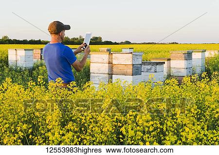 Stock Photograph - A man using a tablet, inspects commercial honey bee hives at the edge of a bloom-stage canola field, near Niverville; Manitoba, Canada. Fotosearch