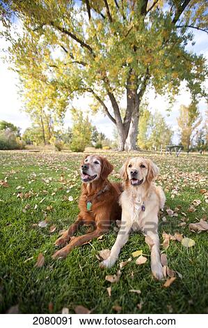 A Pair Of Golden Retrievers Laying Down In In Park In Autumn; Denver, Colorado, Usa View Large Photo Image Stock Image - A Pair Of Golden Retrievers Laying Down In In Park In Autumn; Denver, Colorado, Usa. Fotosearch