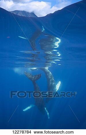 A pair of humpback whales (Megaptera novaeangliae) underwater, off the island of Maui, with the top of the West Maui Mountains seen through the surface at the top of the frame; Maui, Hawaii, United States of America View Large Photo Image Picture - A pair of humpback whales (Megaptera novaeangliae) underwater, off the island of Maui, with the top of the West Maui Mountains seen through the surface at the top of the frame; Maui, Hawaii, United States of America. Fotosearch