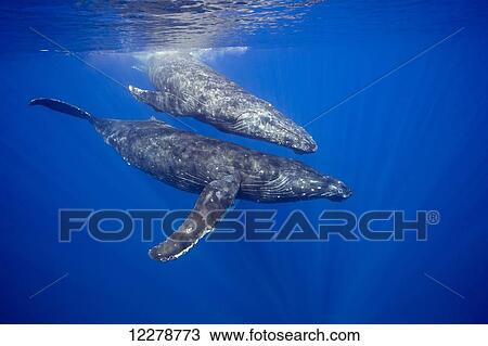 Stock Image - A pair of humpback whales (Megaptera novaeangliae) just below the surface; Hawaii, United States of America. Fotosearch