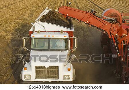 A potato digger harvests and loads a truck with potatoes, near Holland; Manitoba, Canada View Large Photo Image Stock Photograph - A potato digger harvests and loads a truck with potatoes, near Holland; Manitoba, Canada. Fotosearch