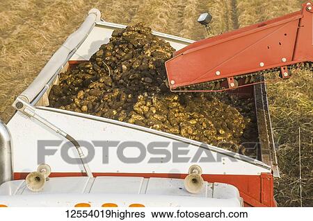 A potato digger harvests and loads a truck with potatoes, near Holland; Manitoba, Canada View Large Photo Image Stock Photograph - A potato digger harvests and loads a truck with potatoes, near Holland; Manitoba, Canada. Fotosearch