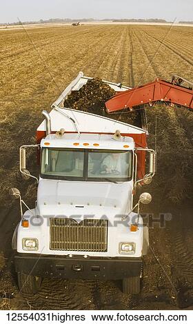 A potato digger harvests and loads a truck with potatoes, near Holland; Manitoba, Canada View Large Photo Image Stock Photograph - A potato digger harvests and loads a truck with potatoes, near Holland; Manitoba, Canada. Fotosearch
