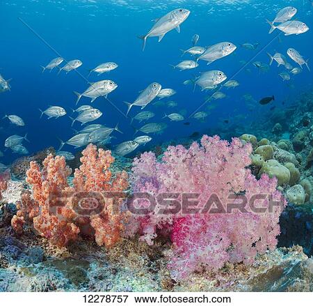 Stock Photo - A reef scene with alcyonarian soft coral and schooling bigeye jacks (Caranx sexfasciatus) off the island of Yap; Yap, Micronesia. Fotosearch