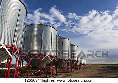 Stock Photograph - A row of silos on a large scale farming operation under a blue sky with scattered cloud; Legal, Alberta, Canada. Fotosearch