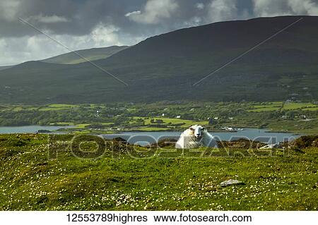 A sheep (Ovis aries) lays on lush grass with a view of the coastline of Bantry Bay in West Cork along the Wild Atlantic Way; Bere Island, County Cork, Ireland View Large Photo Image Stock Photograph - A sheep (Ovis aries) lays on lush grass with a view of the coastline of Bantry Bay in West Cork along the Wild Atlantic Way; Bere Island, County Cork, Ireland. Fotosearch