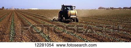 A tractor applies fertilizer between rows of young cucumber plants on a farm in the Imperial Valley in early spring, farm buildings and blue sky in the background; Brawley, California, United States of America View Large Photo Image Picture - A tractor applies fertilizer between rows of young cucumber plants on a farm in the Imperial Valley in early spring, farm buildings and blue sky in the background; Brawley, California, United States of America. Fotosearch