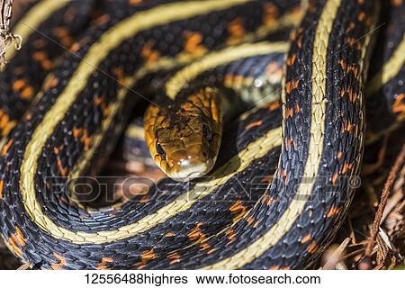 Stock Photograph - A Western Garter Snake (Thamnophis elegans) soaks up some sun on a spring day; Brownsmead, Oregon, United States of America. Fotosearch