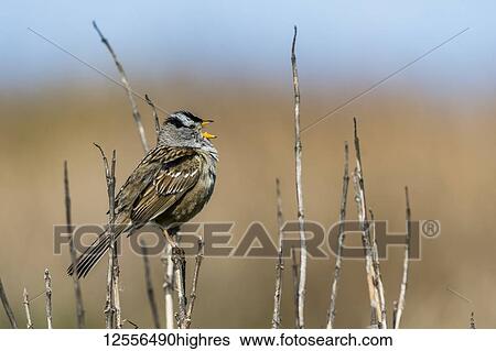 Stock Photograph - A White-crowned Sparrow (Zonotrichia leucophrys) sings on the Oregon Coast; Newport, Oregon, United States of America. Fotosearch
