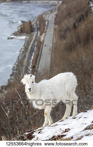 Stock Photograph - A young Dall sheep (Ovis dalli) looks at the camera from a high hillside overlooking Turnagain Arm and the Seward Highway near MP 107 South of Anchorage, South-central Alaska; Alaska, United States of America. Fotosearch