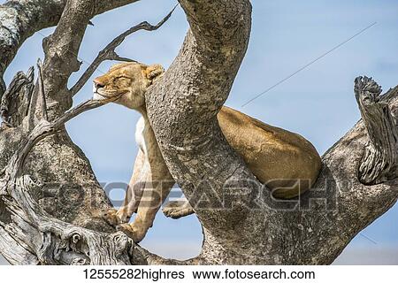 Stock Photograph - Adult Lioness (Panthera leo) rests her head on a branch while perched in a tree in Serengeti National Park; Tanzania. Fotosearch
