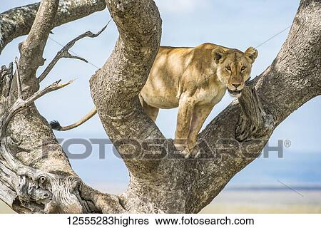 Stock Photograph - Adult Lioness (Panthera leo) stares down from a tree in Serengeti National Park; Tanzania. Fotosearch