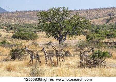 Adult Maasai Giraffe (Giraffa camelopardalis) with three young Giraffes in the golden dry savannah of Ruaha National Park; Tanzania View Large Photo Image Stock Photograph - Adult Maasai Giraffe (Giraffa camelopardalis) with three young Giraffes in the golden dry savannah of Ruaha National Park; Tanzania. Fotosearch